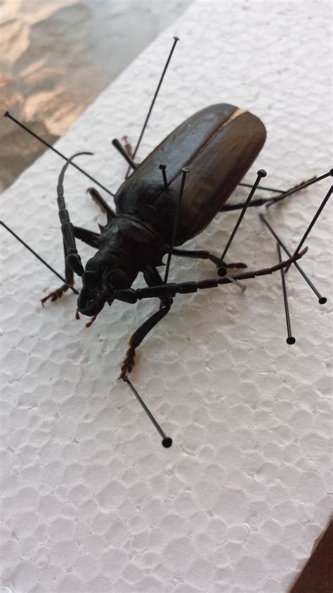 I thought it was stag beetle, very familiar in japan, but has sinner horn. Ghim trên entomology