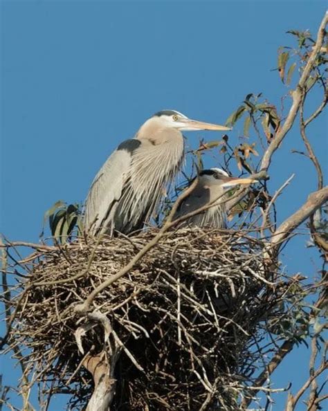 Birdnote Qanda The Biggest Bird Nests A Way To Garden