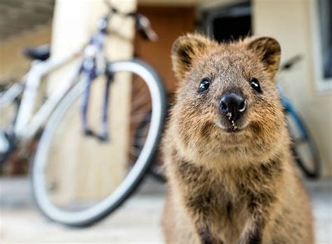 Meet The Quokka The Happiest Animal In The World Yummypets