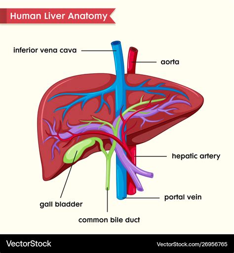 Scientific Medical Human Liver Parts Royalty Free Vector