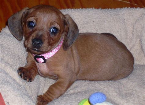 Baby daisy with one of her first toys and her first collar. Mollie -- baby dachshund. | Baby dachshund, Weiner dog ...