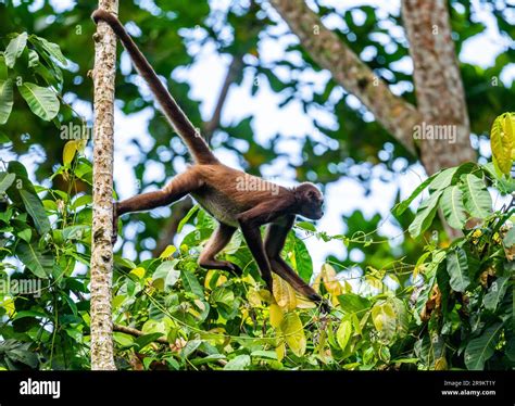 A Critically Endangered Brown Spider Monkey Ateles Hybridus Foraging