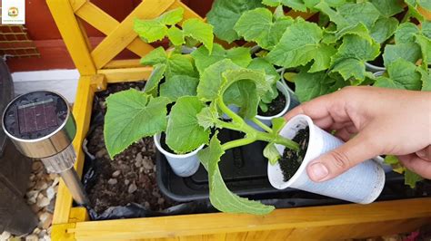 Sowing Cucumber Seeds Outdoors And Planting Cucumbers Seedlings Started