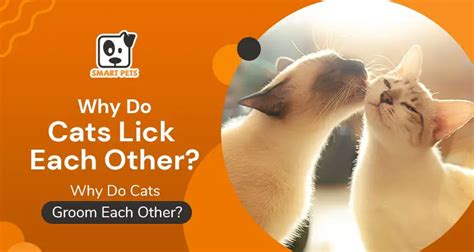 Why Do Cats Lick Each Other Why Do Cats Groom Each Other