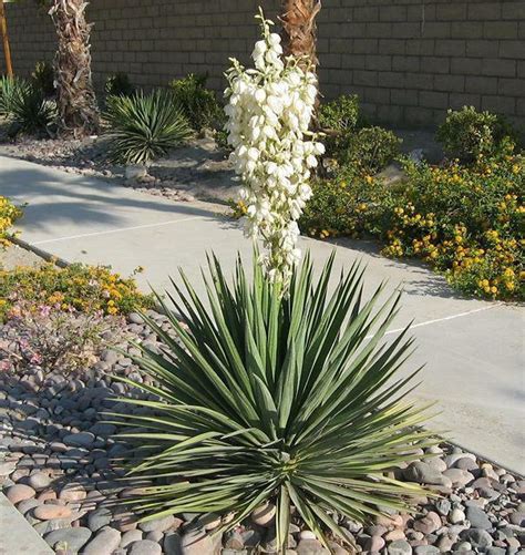 Adams Needle Yucca Plant 20 Seeds Etsy In 2021 Yucca Plant Yucca