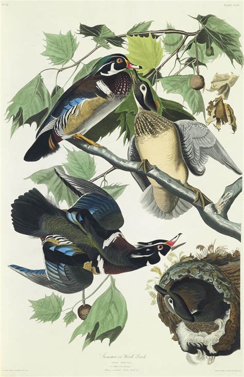AUDUBON, John James (1785-1851). The Birds of America; from Original Drawings . London ...