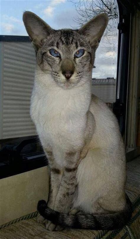 This cat was previously known as the longhaired siamese and in some registries if you are still undecided about which cat breed it is that you want, then take a tour of balinese cat facts which provides heaps of good info to convince. Siamese/Orientals cats.Lilac point,Seal tabby silver ...