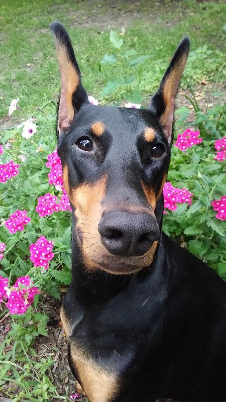 Ear Cropping In Houston Doberman Forum Doberman Breed Dog Forums