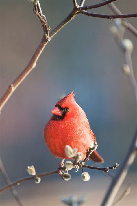 Male Cardinal Spirit Animal Beautiful Birds Backyard Birds