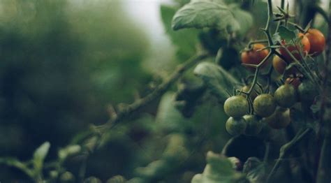 Garden Tip Pruning Tomatoes Southern Exposure Seed Exchange