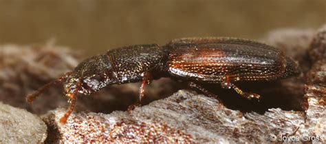 Small Flat Beetle Hesperobaenus Abbreviatus Bugguidenet