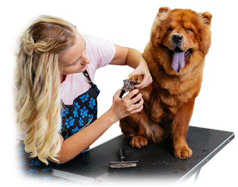 Professional Spa And Grooming For Pets In Centennial Co Garden Of The Paws