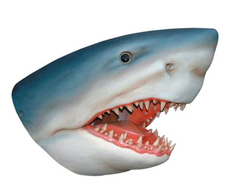 Shark Head Platinum Prop Rentals