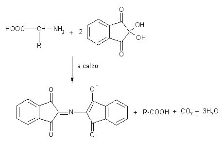 Gli amminoacidi basici sono tre Amminoacidi o aminoacidi