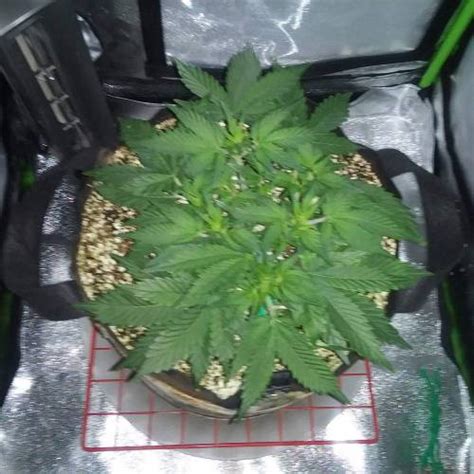 Autoflower Slow Growth Grow Question By Ewreck420 Growdiaries