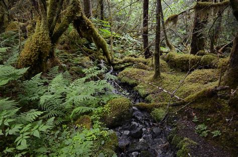 Day 4 Hiking Through Coastal Rainforest Juneau Alaska Flickr