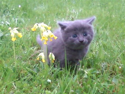 Maya The Cat La Muse De Tomate Joyeuse