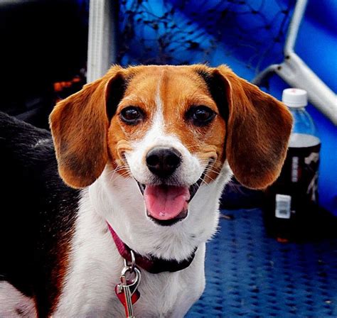 Beagle Smile Beagle Corgi Animals