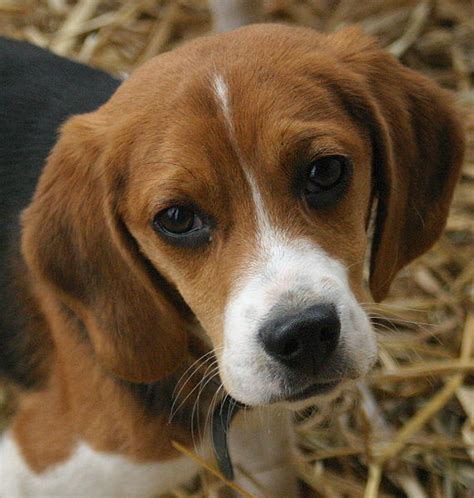The perfect beaglepuppy independent puppy animated gif for your conversation. Pet Shop Amor Correspondido: Beagle