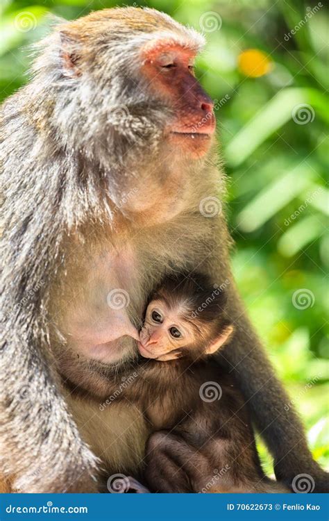 Baby Monkey Nursing From Mother Stock Image Image Of Taiwan Color