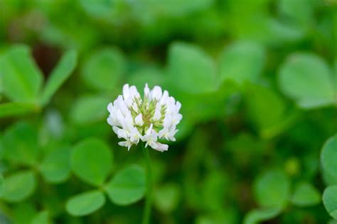White Clover Trifolium Repens Plant Care And Growing Guide