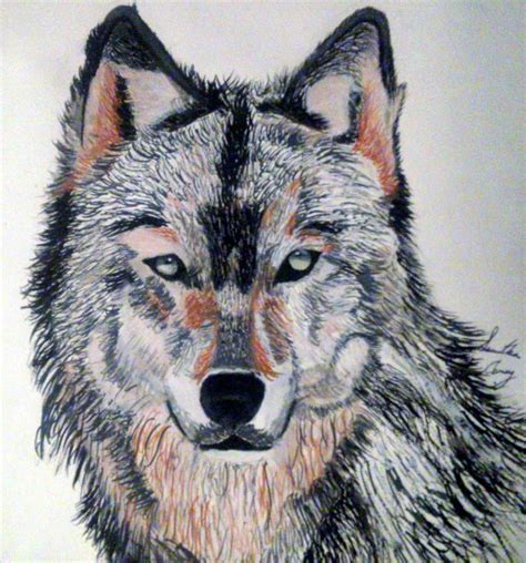 21 Wolf Drawings Pencil Drawings Sketches Freecreatives