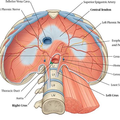 Right And Left Inferior Phrenic Arteries Stemming From Abdominal Aorta