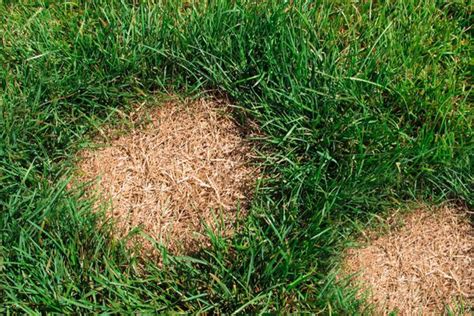 How To To Get Rid Of Brown Patch Fungus On Grass