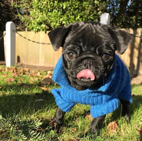 Cute Pug Picture Cute Pug Pictures Cute Pugs Pug Pictures