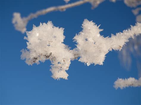 Ice Crystals On The Branch Stock Image Image Of Beautiful 195058477