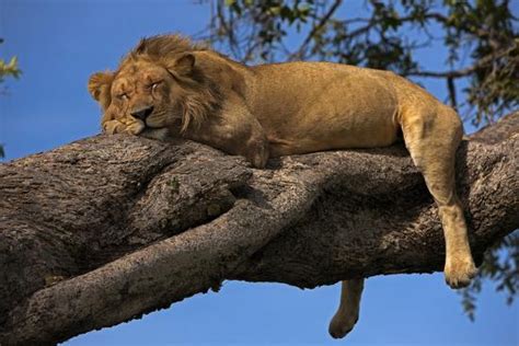 A Male Lion Sleeping In A Tree Photographic Print By