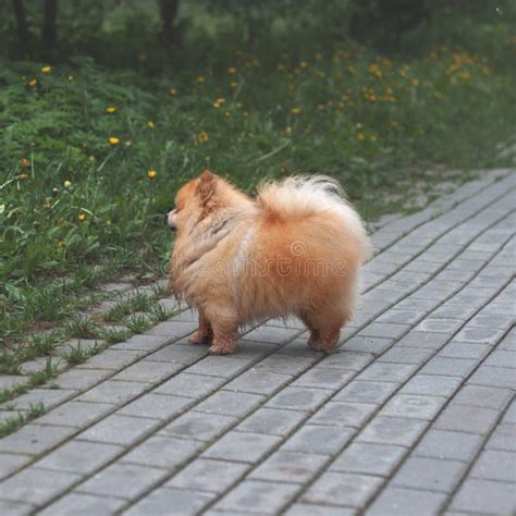 A Small Red Fluffy Dog Pomeranian Pomeranian Bear Boo Stands On The