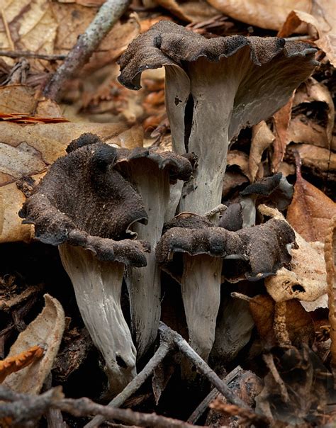 Съедобные грибы: Вороночник рожковидный. Лисичка серая (Craterellus ...