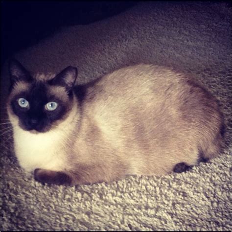 Looks like a fatter version of my Lucy. :( | Cats, Siamese cats, Siamese