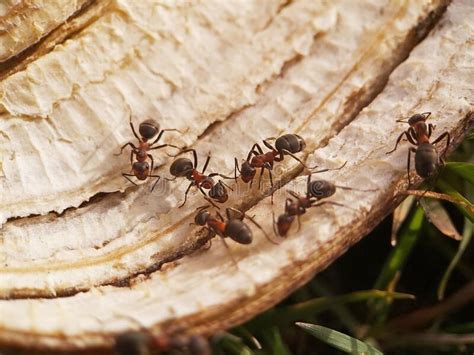 Large Forest Ants Feed On A Banana Peel Stock Image Image Of Brown