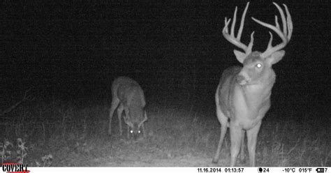 Getting The Most Out Of Your Trail Camera Scouting Gohunt