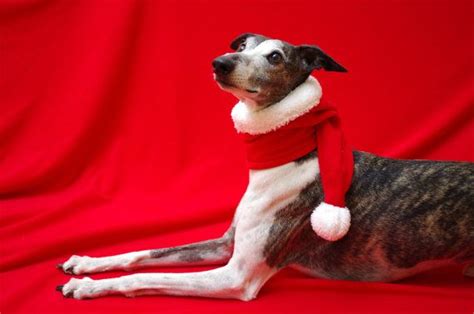 A Dog Wearing A Santa Hat And Scarf Sitting On Top Of A Red Cloth
