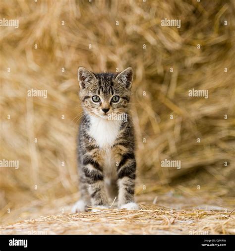 Tabby Farm Kitten Stock Photo Alamy