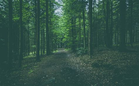 Download Wallpaper 3840x2400 Forest Path Trees Pines Conifer 4k