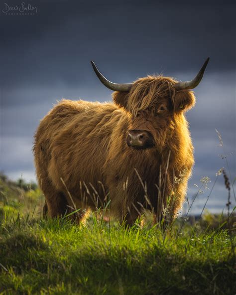 Highland Cow Drew Buckley Photography ~ Pembroke Pembrokeshire