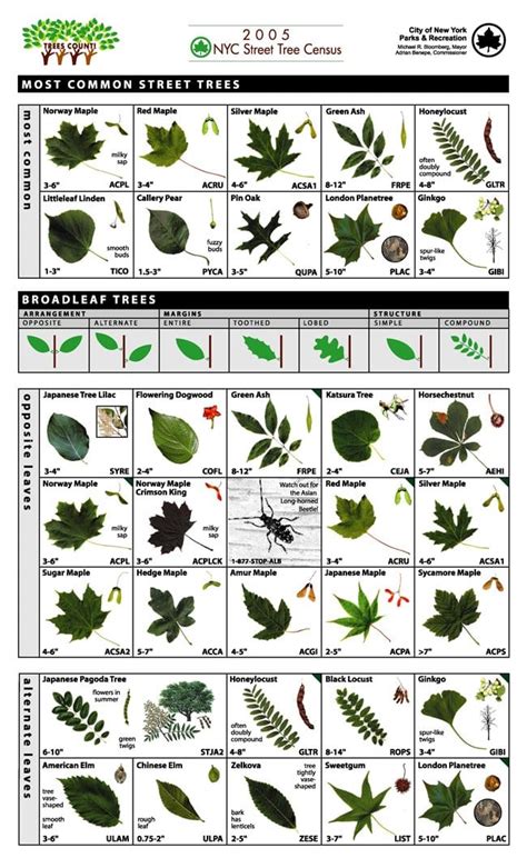Leaf Guide Tree Identification Archigerty