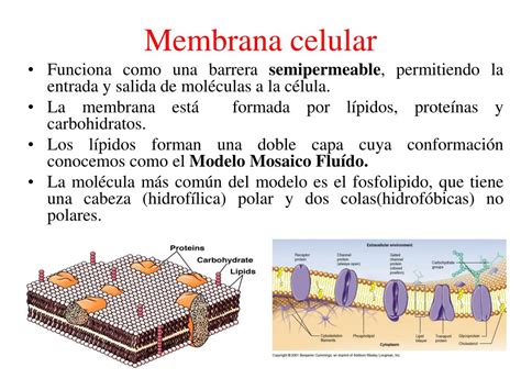 Ppt Membranas Celulares Powerpoint Presentation Free Download Id