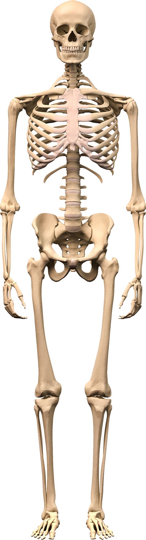 Skeleton Png Transparent Image Download Size 860x3176px