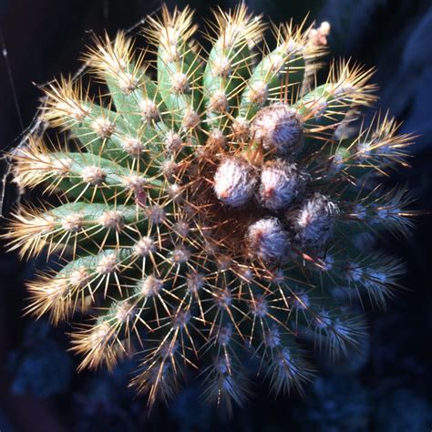 As the plant matures you can expect it to reach up to around 2m tall and about 6 cm (2.4″). Echinopsis spachiana, Golden Torch Cactus - uploaded by ...