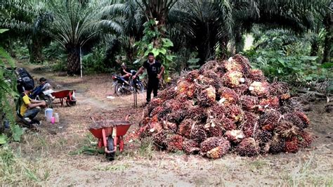 Hasil Panen Di Kebun Sawit Kalimantan Timur Yang Tidak Pernah Dipupuk