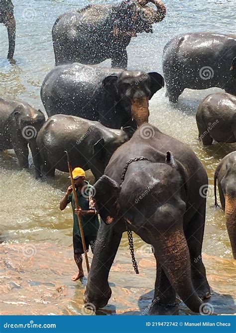 Mawanella Sri Lanka October 7 2016 Group Of Elephants Bathing In The River Mawanella