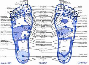 Reflexology Foot Chart