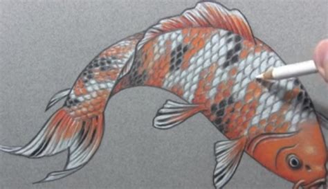 Ngoài ra, khi đi thả cá, các cha mẹ không nên. Cách vẽ cá chép Nhật Bản | vnHow.vn