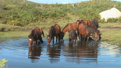 Herd Of Wild Horses Drinking In Pond Stock Footage Video 336664