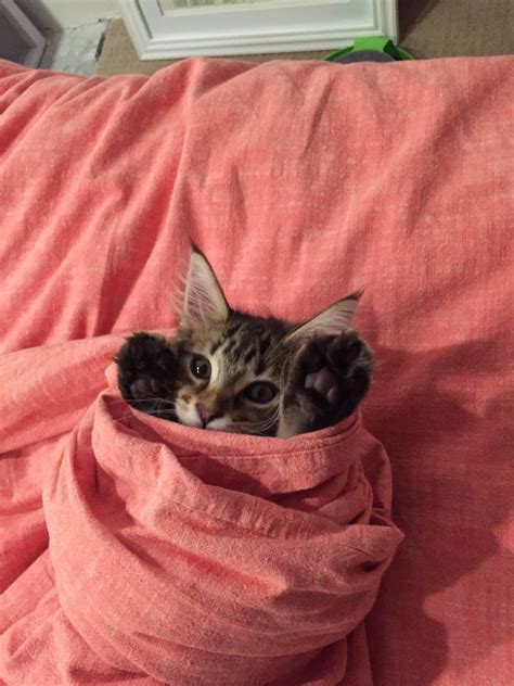 Kitten Burrito Kittens Cutest Cute Animals Kittens